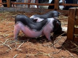 -Zoolung Zoolung动物主题公园(海信广场店)