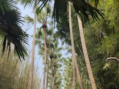 -中国科学院西双版纳热带植物园