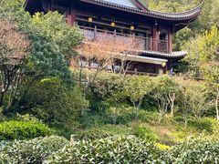 -十八棵（老龙井）御茶园(老龙井店)