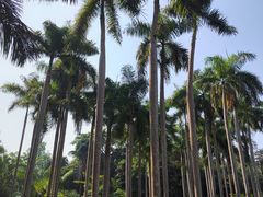 -中国科学院西双版纳热带植物园