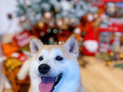 -佐罗家宠物馆·猫文化馆(紫霞路店)