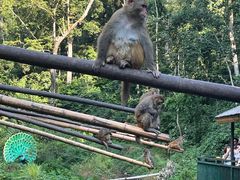 -西双版纳原始森林公园