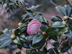 -中国科学院华南植物园