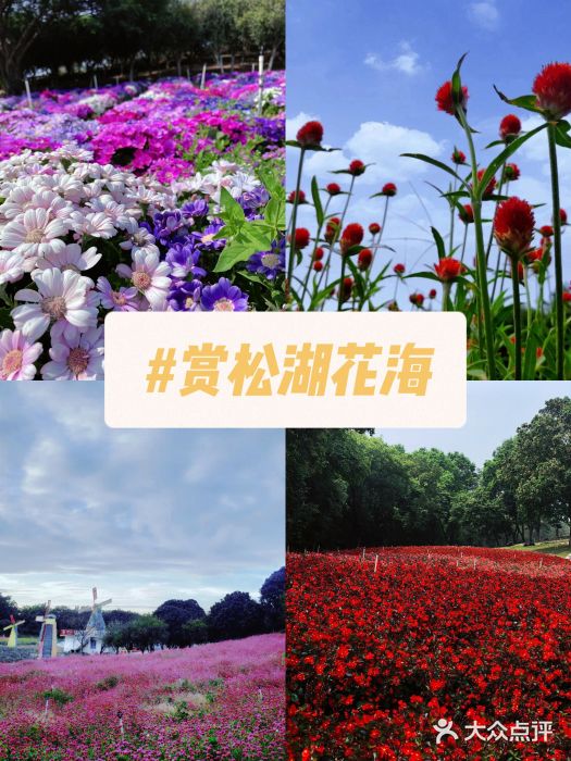 松山湖南湖湾露营营地图片