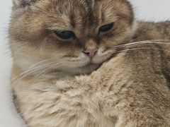 -藏猫猫咖啡主题馆(中央大道店)