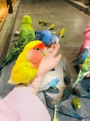 -酷嗒动物文化乐园(cutezoo西溪乐天城店)