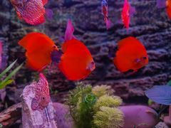 -上海海洋水族馆