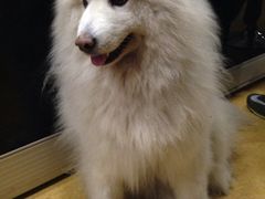 狗狗好萌-缘缘酒店(观前街店)