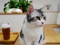 -李小姐の猫咖啡馆(五角场店)