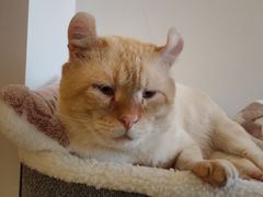 -猫腻·猫咖·撸猫馆(星光大道店)