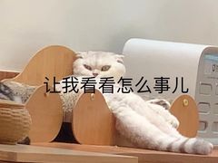 -有猫主题·治愈系猫咖(曾厝垵店)