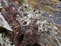 -叠溪松坪沟景区