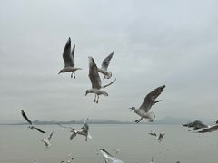 -深圳湾公园(南山区)