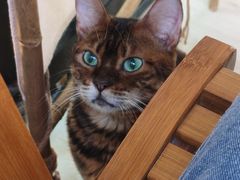 -豆逗聊愈猫阁Easy Life