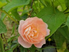 -国际非物质文化遗产博览园