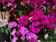 -亭林园-华藏寺