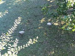 -北京麋鹿生态实验中心