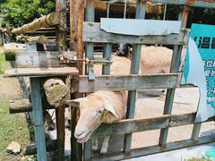 -芭厘·农庄老字号.电饭煲五指毛桃焗鸡