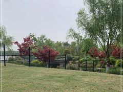 -九科绿洲