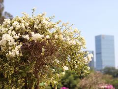 -莲花山公园