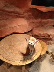 -Zoolung Zoolung动物主题公园(海信广场店)