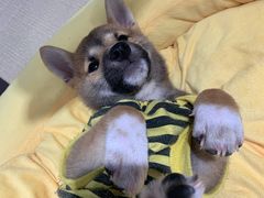-逗柴咖啡屋·狗咖猫咖宠物桌游