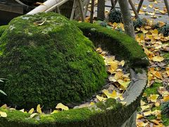 -土灶人家柴火鸡(都江堰店)