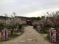 -香雪海