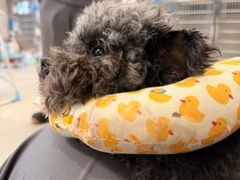 -北京派仕佳德动物医院·超导核磁·CT·神经科·骨科·内外科·急重症管理中心