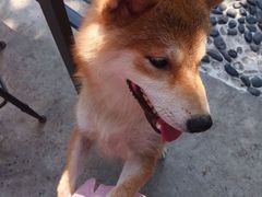 -柴犬高等学院·狗咖·柴犬售卖·宠物训练