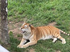 -西霞口神雕山野生动物世界