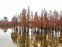 -白鹭湾湿地公园