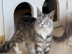 -猫在这儿猫咪咖啡馆·撸猫馆