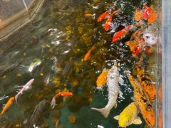 -上海大自然野生昆虫馆(东方明珠·爬宠昆虫探索中心)