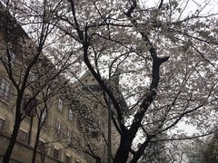-武汉大学-樱园