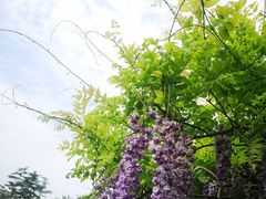 -嘉定紫藤园