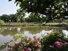 -鹅湖玫瑰文化园
