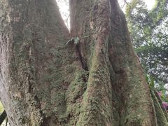-广州市石门国家森林公园
