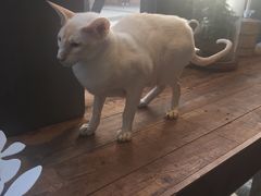 -吉丁鸟咖·异宠·寄养