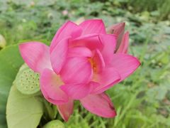 -西青郊野公园