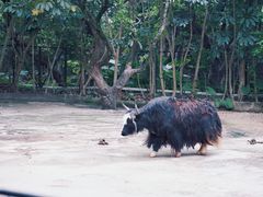 -深圳野生动物园