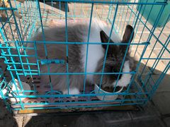 -志龙皇冠吃货椰子铺