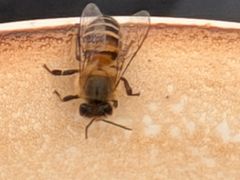 -黄山玉屏楼宾馆餐厅