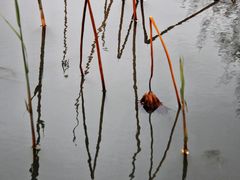 -大宁郁金香公园-停车场