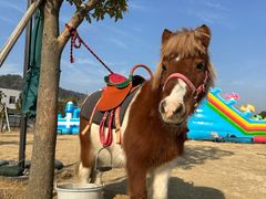 -苏州海洋馆