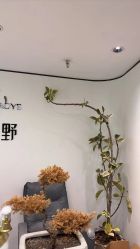 -张小野·专业半永久纹眉