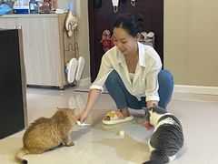 -momokira米努特·德文卷毛猫·棉花面纱犬