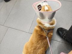 -联合动物医院(光谷诊疗中心)