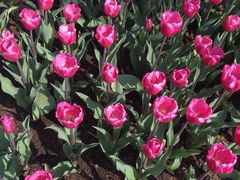 -瑶湖郊野森林公园