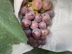 -马陆小张葡萄园农家乐